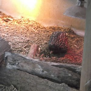 Short-beaked Echidna