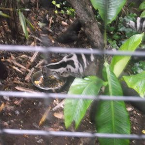 Owston's Palm Civets