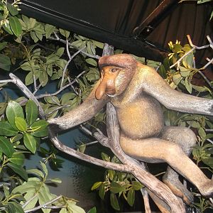 Proboscis Monkey Model