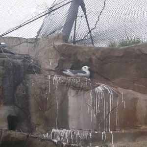 Red-legged Kittiwake