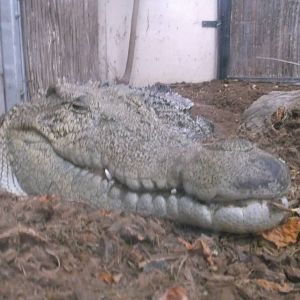 Saltwater Crocodile