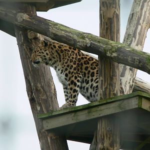 Amur Leopard at Yorkshire WP, 28/10/14