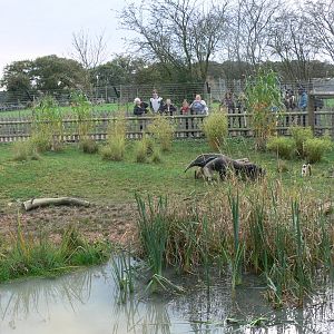 iCaramba at Yorkshire WP, 28/10/14