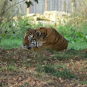 Amur Tiger at Yorkshire WP, 28/10/14
