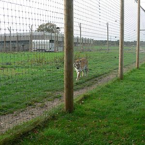 Land of the Tiger at Yorkshire WP, 28/10/14