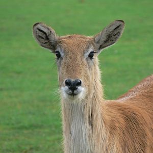 Kafue Flats Lechwe at Yorkshire WP, 28/10/14