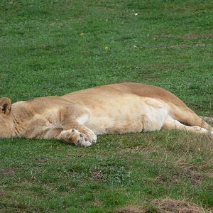 African Lioness at Yorkshire WP, 28/10/14