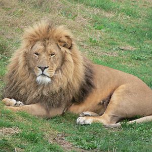 African Lion at Yorkshire WP, 28/10/14