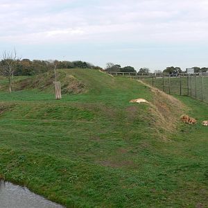 Lion Country at Yorkshire WP, 28/10/14