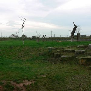 Lion Country at Yorkshire WP, 28/10/14