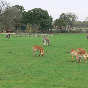 African Plains at Yorkshire WP, 28/10/14