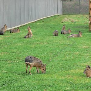 Patagonian Mara at Yorkshire WP, 28/10/14