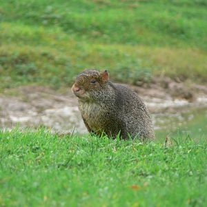 Azara's Agouti at Yorkshire WP, 28/10/14