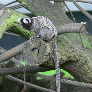 Common Marmoset at Yorkshire WP, 28/10/14