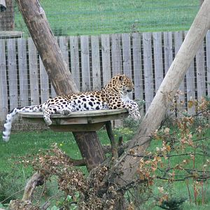 Amur Leopard at Yorkshire WP, 28/10/14