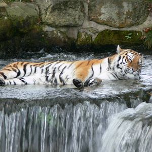 Amur Tiger at Yorkshire WP, 28/10/14