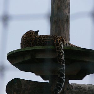 Amur Leopard at Yorkshire WP, 28/10/14