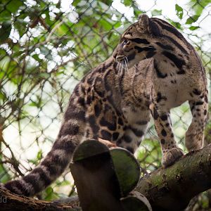 Clouded leopard : Howletts : 14 Oct 2014