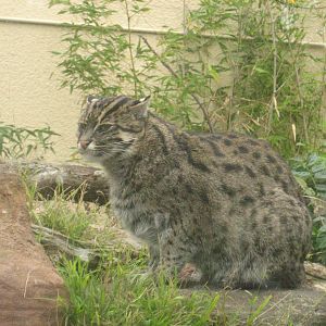 Fishing Cat