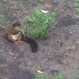 female Red Bellied Lemur