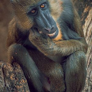 All I Want To Do Is Rock