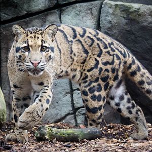 Clouded leopard : RSCC : 12 Oct 2014