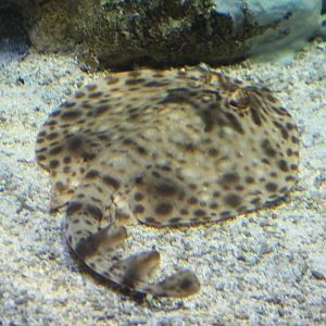 Torpedo ray ID