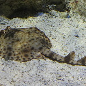 Torpedo ray ID