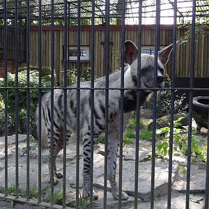 Striped Hyaena