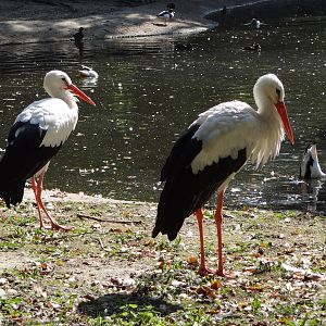 White Stork