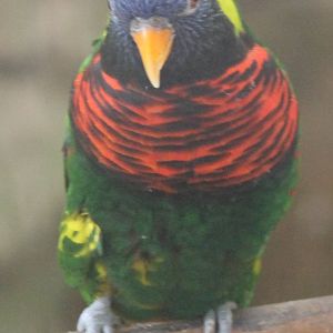 Rainbow lorikeet