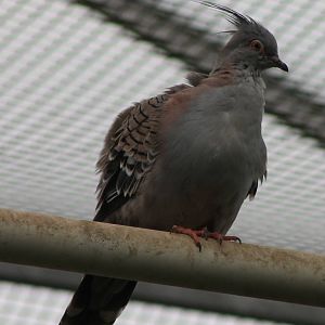 Crested pigeon
