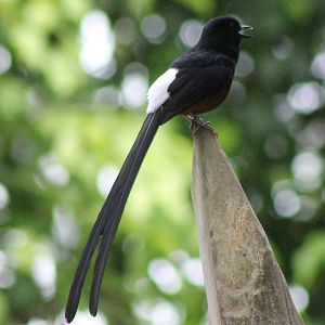 White-rumped shama