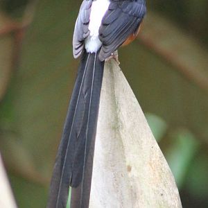 White-rumped shama backside