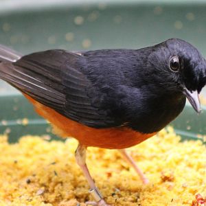 White-rumped shama