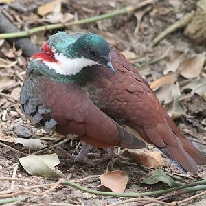 Bartlet bleading heart