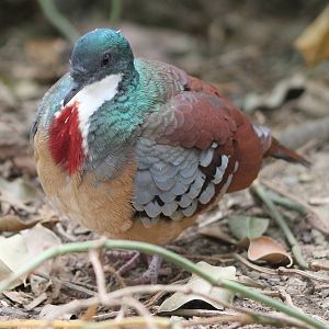 Bartlets bleading heart