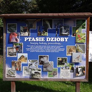 Information board about beaks