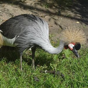 Crowned Crane