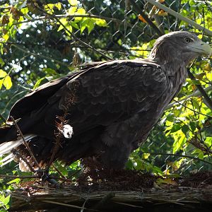 White-tailed Sea Eagle