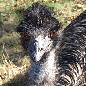 Emu