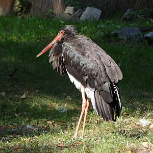 Black Stork