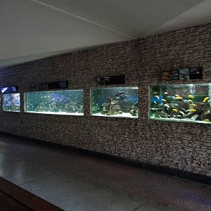 Inside aquarium