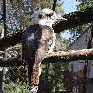 Laughing Kookaburra