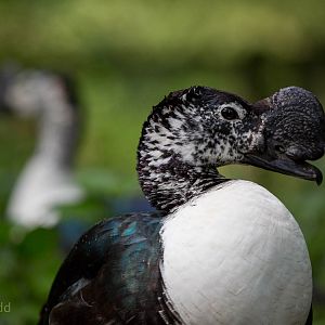 Comb duck : Cotswold WP : 27 Jun 2014