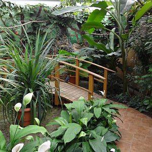 Inside free-flight aviary