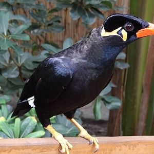 Hill Mynah