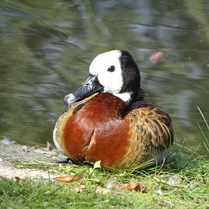 White-faced Whistling Duck