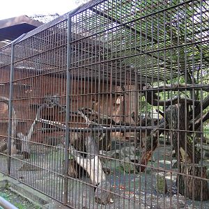Baboon cage