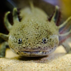 Axolotl : Cotswold WP : 27 Jun 2014